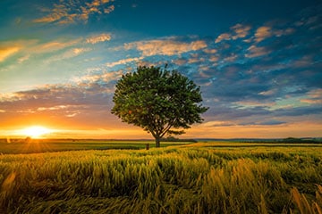 250-So-funktionierts-Baum-pflanzen-226x360px 250 So funktionierts Baum pflanzen 226x360px